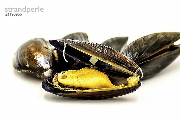 Close-Up Of Mussel Over White Background