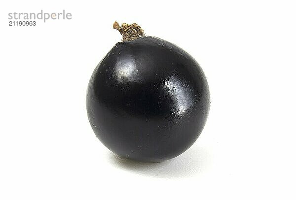 Black currant berry close up on white background