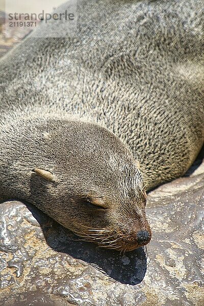 Seal lying  resting and sleeping on a rock. Selective focus. Animal wildlife. Close-up and detail