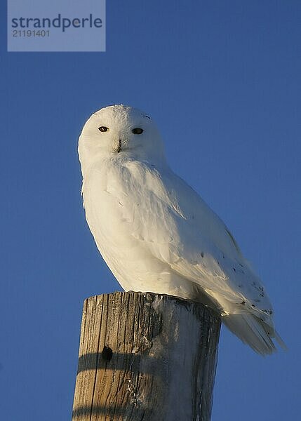 Snowy Owl Canada in Winter Prairies Saskatchewan