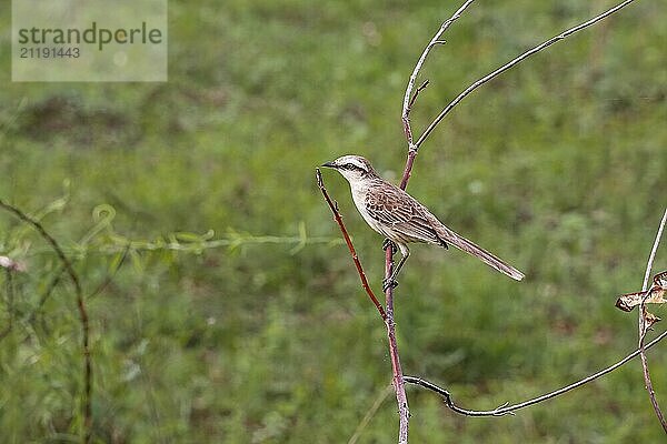 Chalk-browed mockingbird perched on a tiny branch against green background  Pantanal Wetlands  Mato Grosso  Brazil  South America