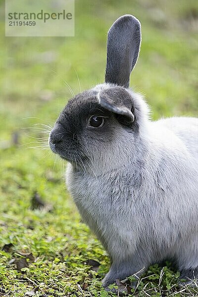 Eine schöne lop Kaninchen gegen einen isolierten Hintergrund der langen grünen Gras