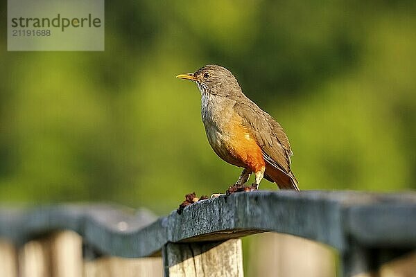 Close-up of a Rufous-bellied Trush perched on a wooden railing against green background  Pantanal Wetlands  Mato Grosso  Brazil  South America