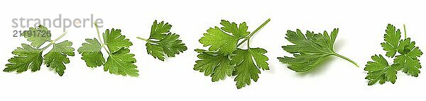 Fresh green vegan vitamin parsley isolated on white background. Leaves of fresh aromatic parsley