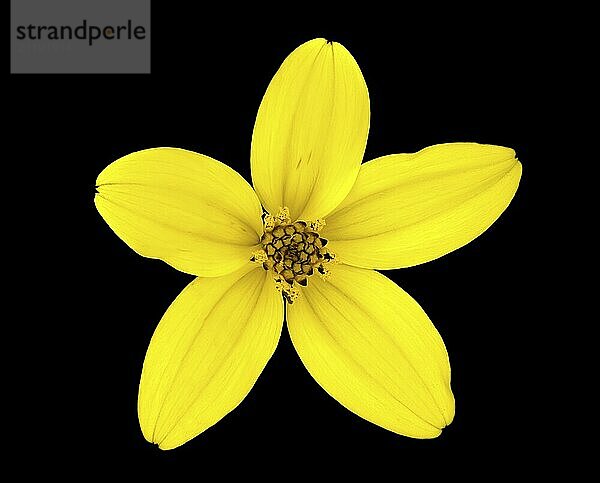 Goldmarie (bidens ferulifolia)  cropped on black background  studio photo  macro photo  Germany  Europe