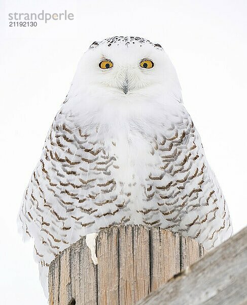 Snowy Owl Canada in Winter Prairies Saskatchewan