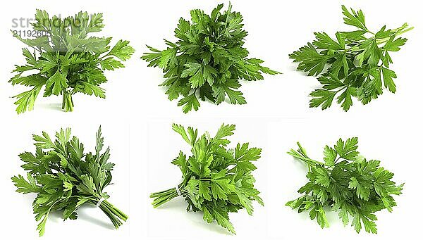 Set of green parsley in bunches on a white background. Fresh greens for cooking