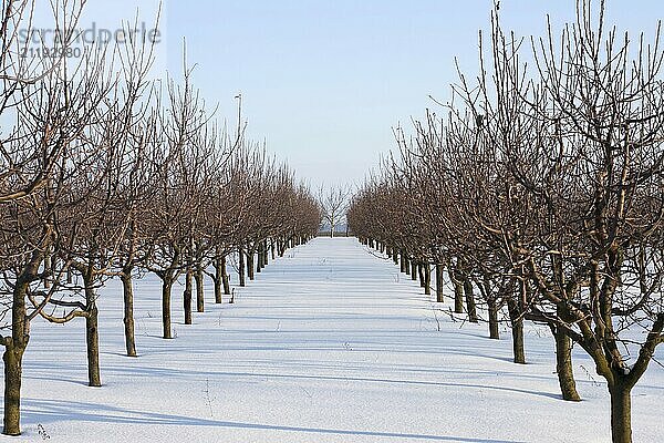 Rows of apple trees in the garden in winter are covered with snow. Sunlight sparkles on white snow