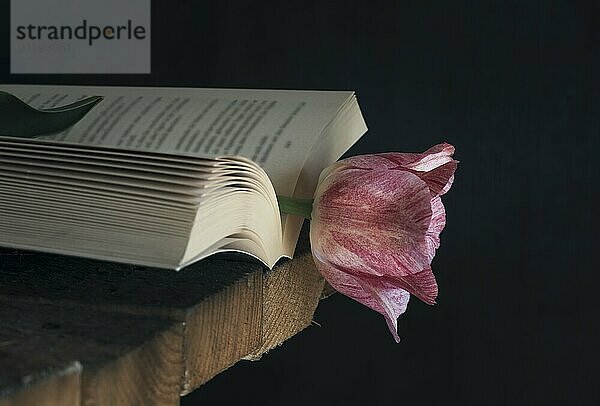 Open book with a beautiful pink tulip as a bookmark  on a rustic wooden table  in black background and low light