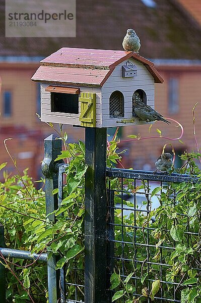 Cute bird house with house sparrows (Passer domesticus)  Bergen  Vestland  Norway  Europe