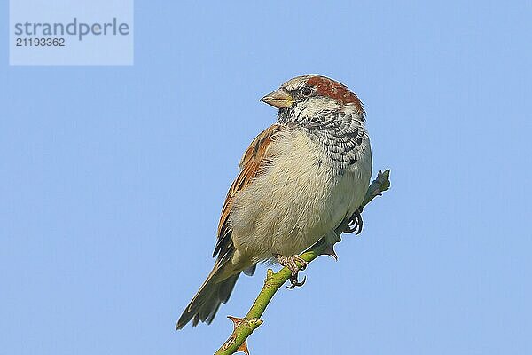 Haussperling (Passer domesticus)  Männchen sitzt auf einem Dornenzweig  blauer Hintergrund  Wildlife  Singvogel  Vogel  Ostseeküste  Insel Fehmarn  Ostholstein  Schleswig-Holstein  Deutschland  Europa