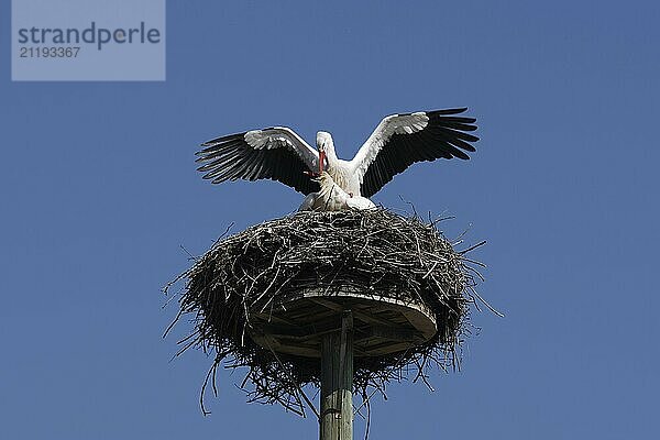 White storks mating