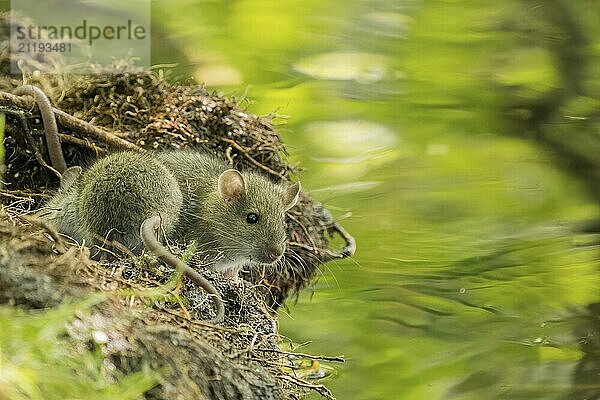 A juvenile Norway rat (Rattus norvegicus) sitting on the bank of a stream  Hesse  Germany  Europe