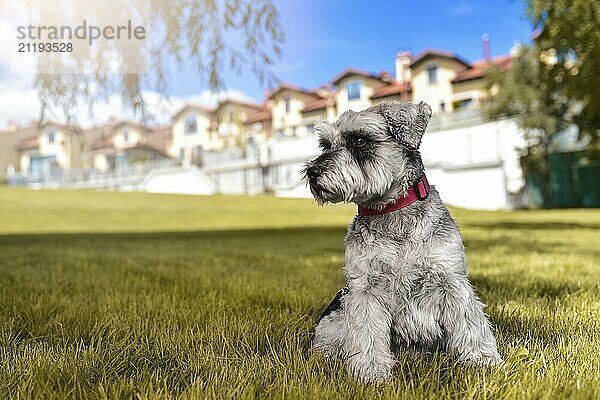 Portrait of a beautiful dog schnauzer sitting on the grass and looking into the distance in the park.The concept of love for animals. best friend