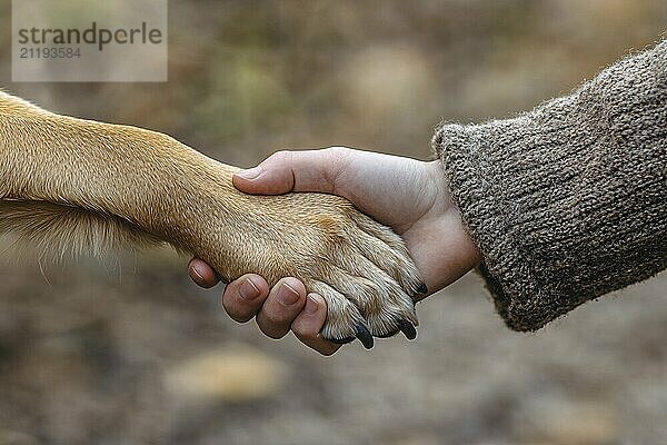 Menschliche Hand hält Hundepfote. Generative KI  AI generiert  KI generiert