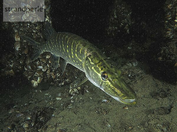 A striped fish  pike (Esox lucius)  swims past a dark  shell-covered background. Quagga scallop (Dreissena rostriformis bugensis)  invasive species. Dive site Wildsau  Berlingen  Lake Constance  Switzerland  Europe