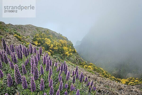 View near Pico do Arieiro of mountains in clouds with Pride of Madeira flowers and blooming Cytisus shrubs. Madeira island  Portugal  Europe