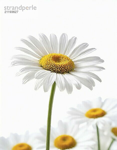 Chamomile flower isolated on white