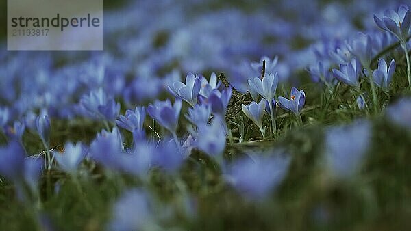 Frühlingshafte Nahaufnahme einer Wiese mit violetten Krokussen. Weicher selektiver Fokus von blühenden Krokusblüten