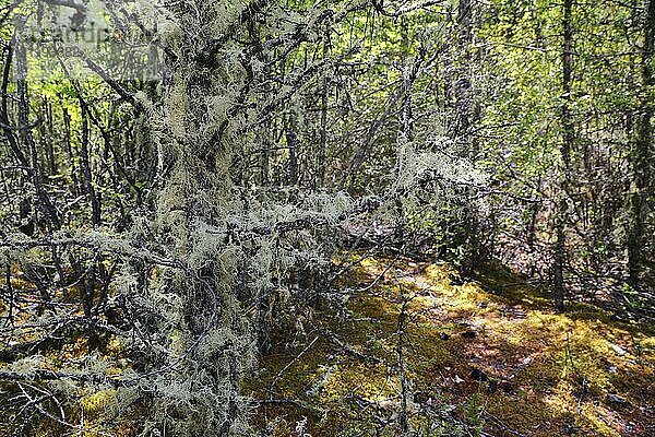 Usnea filamentous (Usnea filipendula) on tree branches in Altai taiga