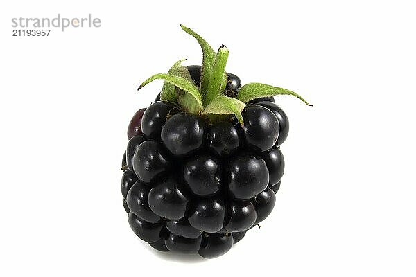 Blackberry isolated on white background  clipping path  full depth of field