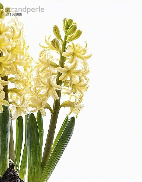 Closeup of fresh spring yellow Hyacinth  or Hyacinthus flowers bulb in full bloom on white background