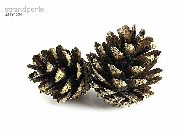 Pine cones isolated on white background