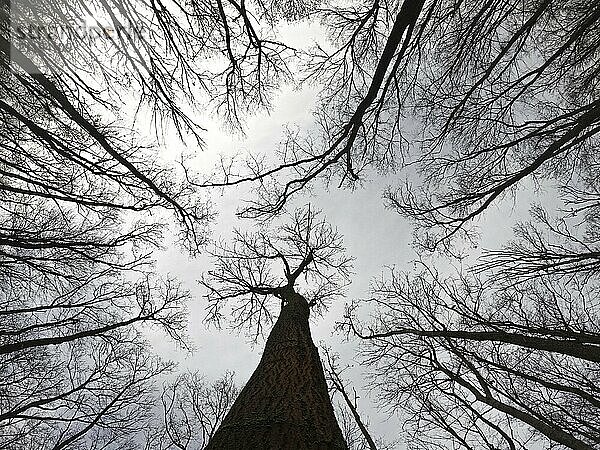 Winter tree crowns. Branches on a white background