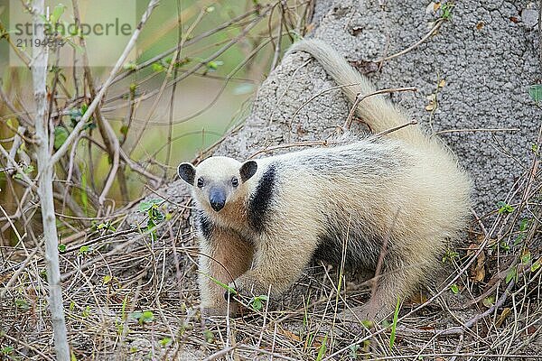 Southern tamandua (Tamandua tetradactyla) Pantanal Brazil