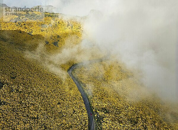 Luftaufnahme einer Straße mit rotem Auto zwischen gelb blühenden Cytisus Sträuchern bei Pico do Arieiro  Portugal  Europa