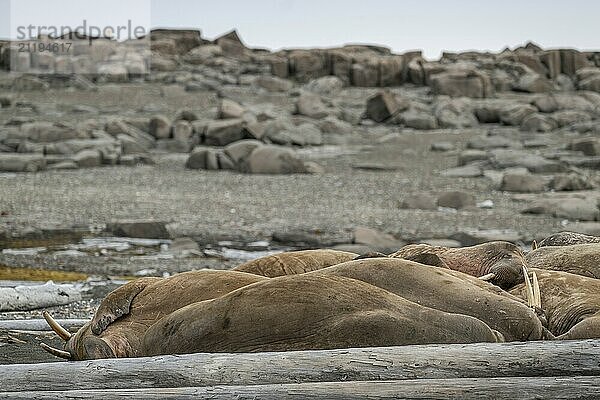 Resting walrus (Odobenus rosmarus)  walrus  Kiepertøya  Svalbard and Jan Mayen archipelago  Norway  Europe