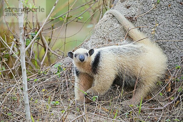 Southern tamandua (Tamandua tetradactyla) Pantanal Brazil