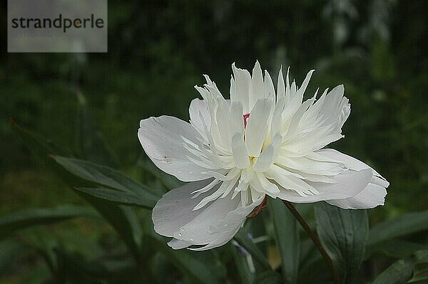 White peony on black background