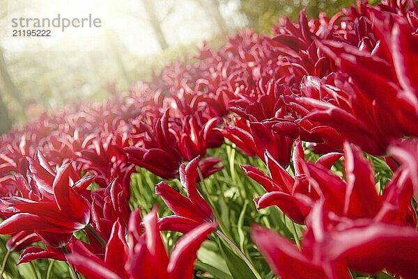 View at beautiful Keukenhof park flower lawns under blue sky during annual exhibition