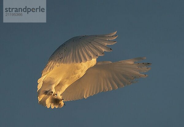 Snowy Owl Canada in Winter Prairies Saskatchewan