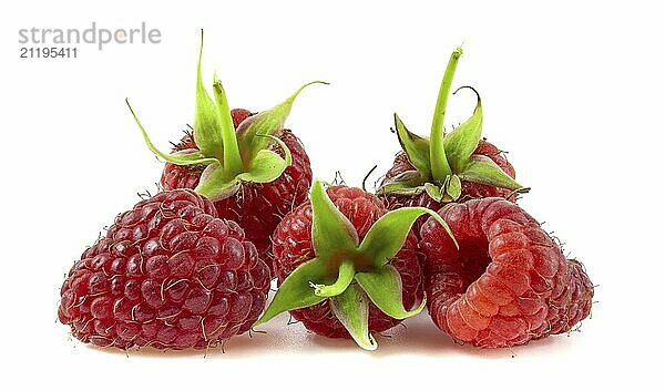 Raspberries with peduncles  fresh and ripe  isolated on white background