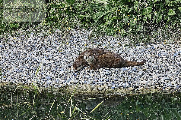 Zwei Otter ruhen am Flussufer und blicken ins Wasser  das ihre Umrisse reflektiert  Fischotter (Lutra lutra) Zoo Basel  Kanton Baselstadt  Schweiz  Europa