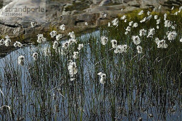 Eriophorum scheuchzeri in Svartisen National Park  Nordland  Norway  Europe