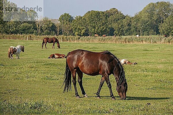 Horses grazing on a spacious meadow  some lying in the background  surrounded by trees  norden  norddeich  north sea  germany