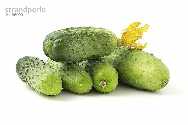 Fresh little cucumbers isolated on white background. Gherkins with flowers have just been collected