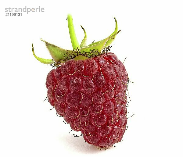 Raspberries isolated on white background. Berry with peduncle close up