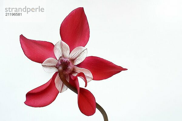 Cyclamen 'Exclusive Petticoat'  Cyclamen spec  studio shot