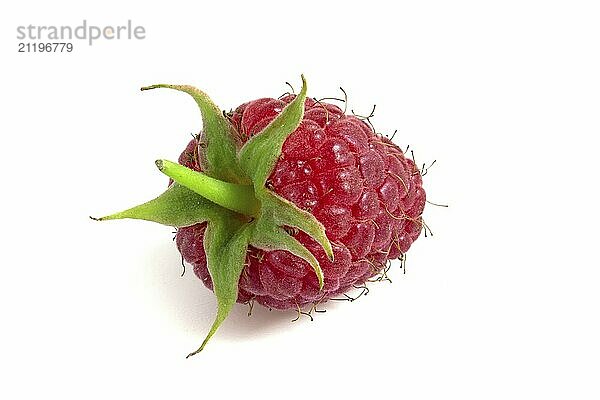 One raspberry berry isolated on white background close up