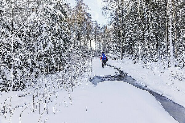 Mann geht in einem verschneiten Fichtenwald an einem gefrorenen Bach spazieren  kalter Winter  Schweden  Europa