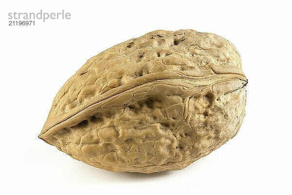 One walnut on a white background. Valuable fruit Juglans regia. The nut is isolated for quick selection