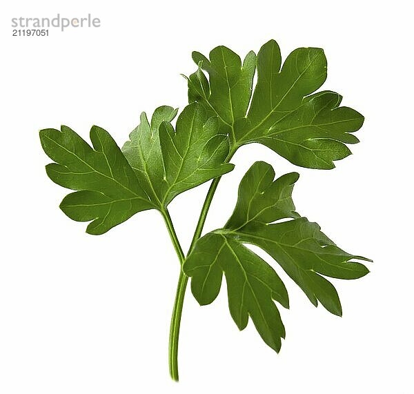 Fresh sprig of green parsley isolated on white background