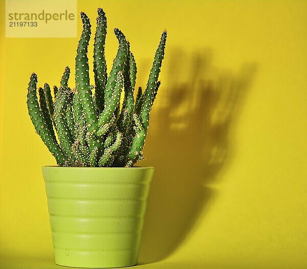 Small or little cactus in green pot against yellow background with shadow. Still life