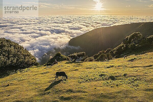 Luftaufnahme des Sonnenaufgangs über Wolken und grünen Hügeln mit grasenden Kühen am Berg Fanal  Insel Madeira  Portugal  Europa