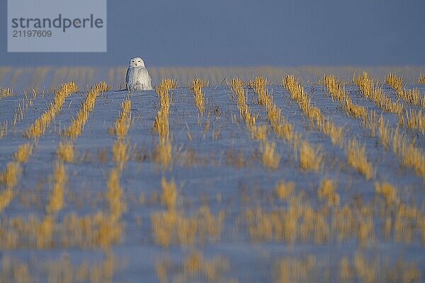 Snowy Owl in Prairies of Saskatchewan Canada