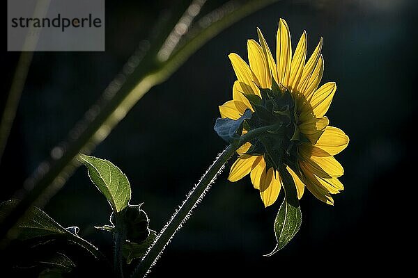 Rückansicht einer Sonnenblume (Helianthus annuus) vor dunklem Hintergrund  Kopenhagen  Dänemark  Europa